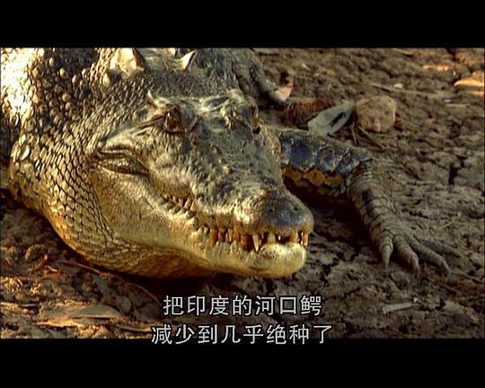 [国家地理]非洲野生动物剧照